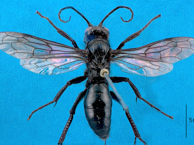 Priocnemis monachus.png